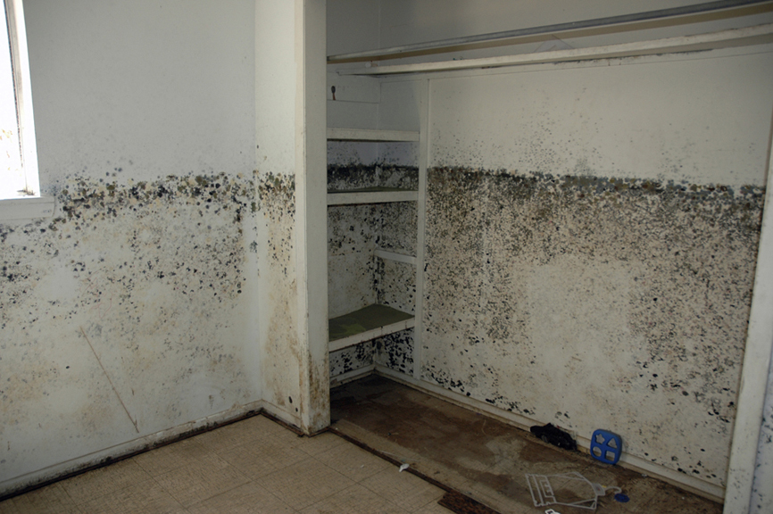 Greensboro mold, winston salem mold, Burlington mold, mold in house at Greensboro