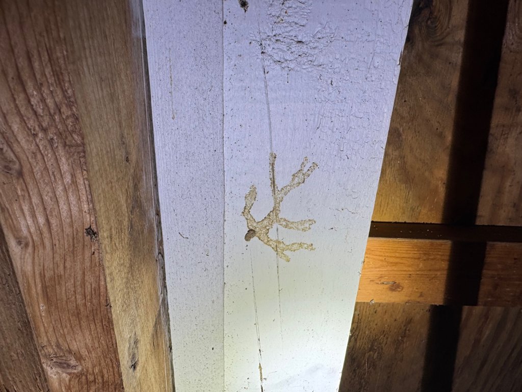 Structural beam with visible wood rot and decay found during a home inspection in Greensboro, NC – Homespectors professional property assessment.